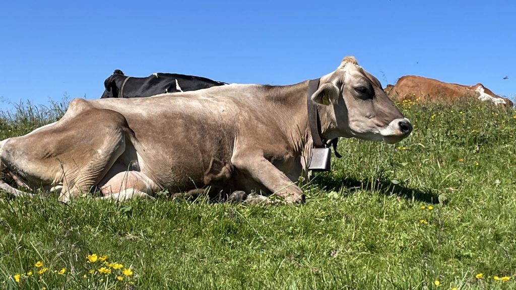 eine Kuh liegt auf der Weide