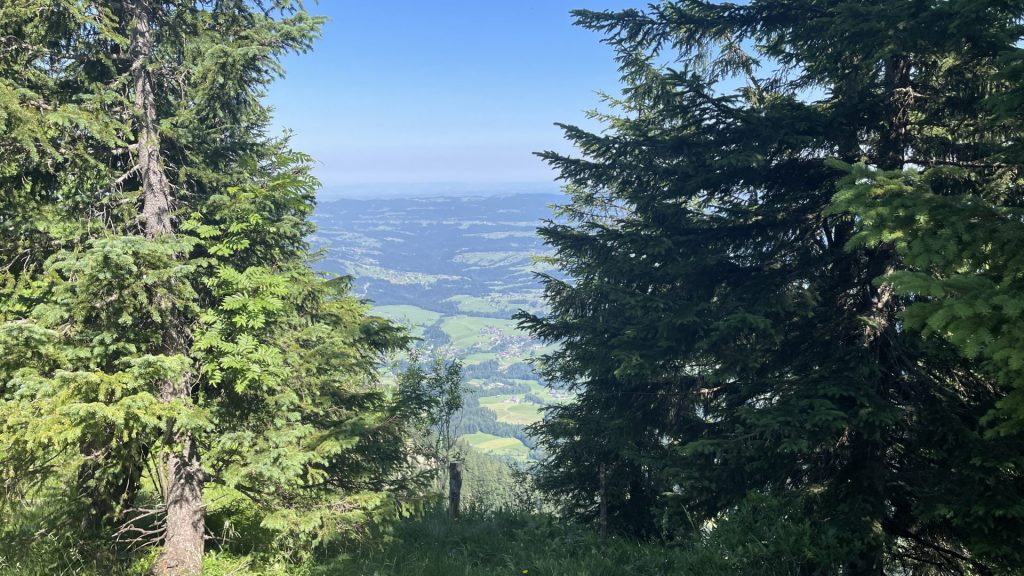 Blick durch Bäume rechts und links